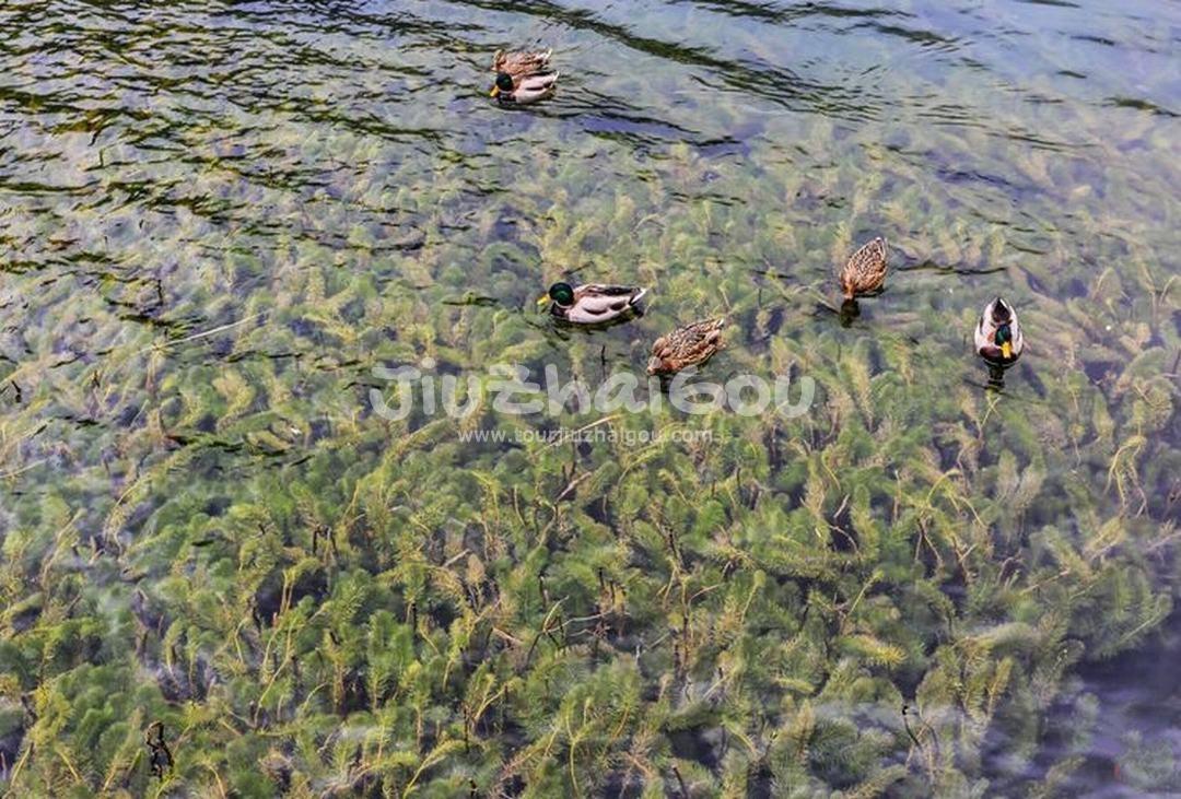 Autumn in Jiuzhaigou