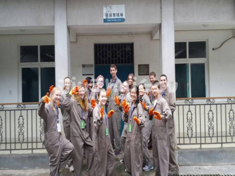 Panda Volunteers