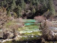 Jiuzhaigou Bonsai Shoal