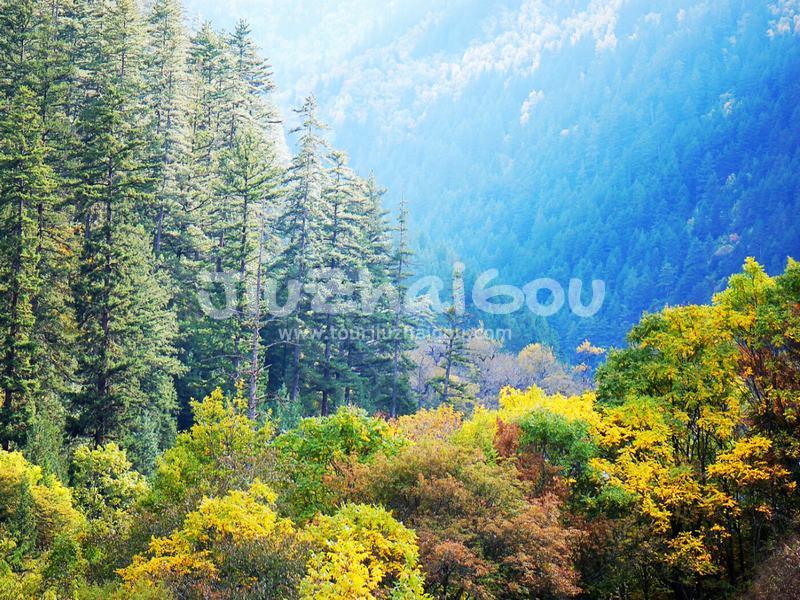 Colorful Forest 