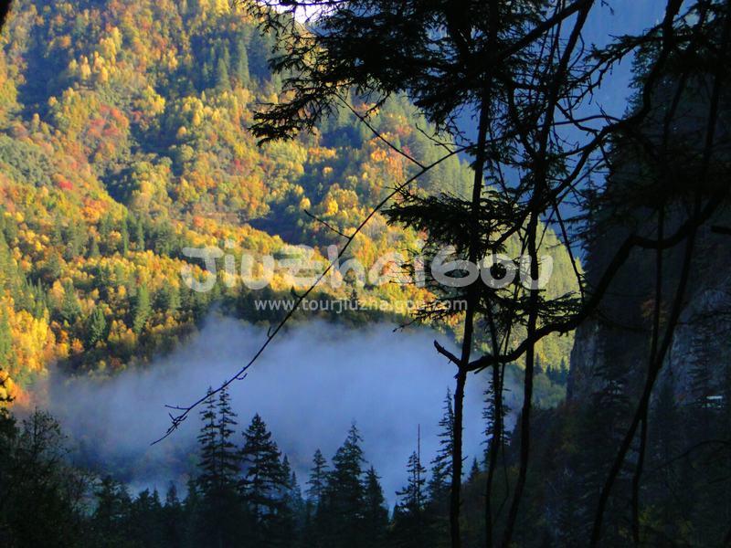 Colorful Forest 