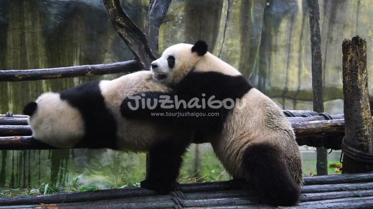 Dujiangyan Pada Valley