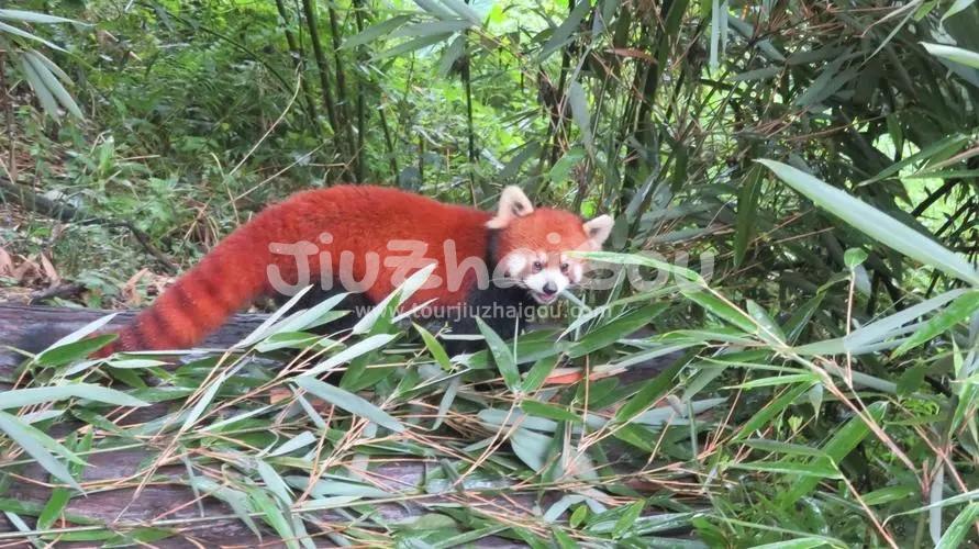 Red panda - Dujiangyan Pada Valley