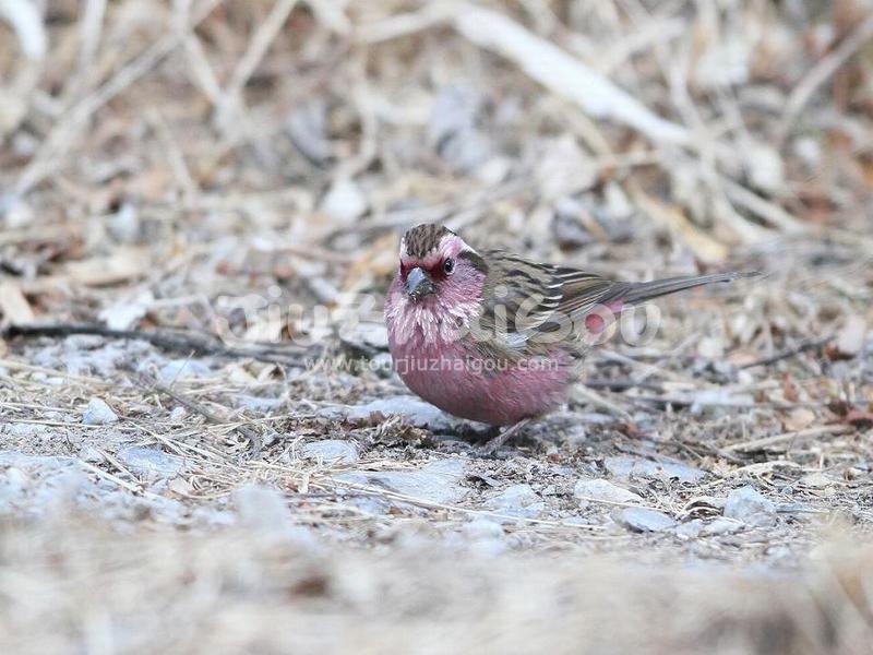 Jiuzhaigou White-browed Rosefinch