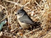 Grey-crested Tit, Jiuzhaigou