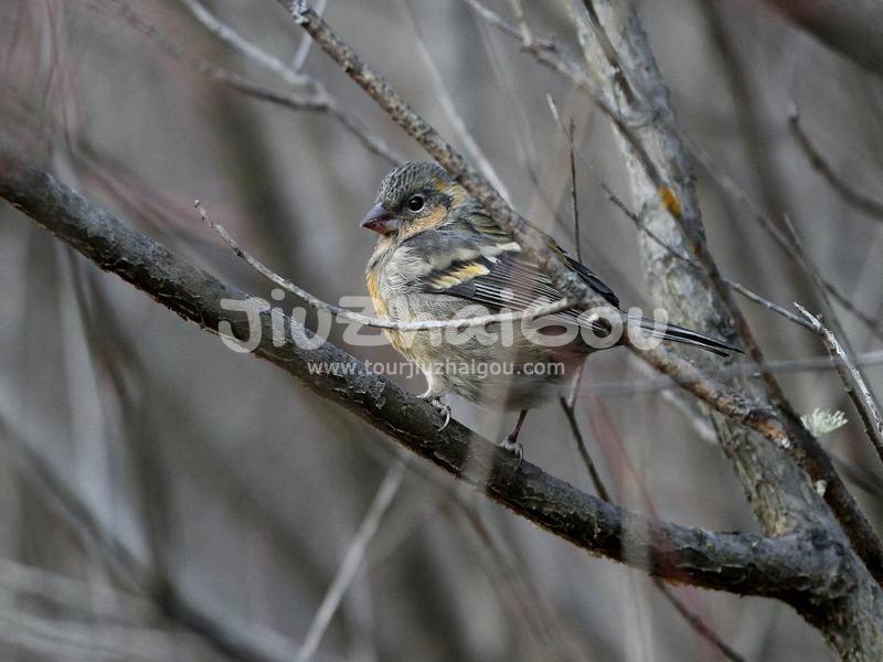 Carpodacus trifasciatus, Jiuzhaigou Birds