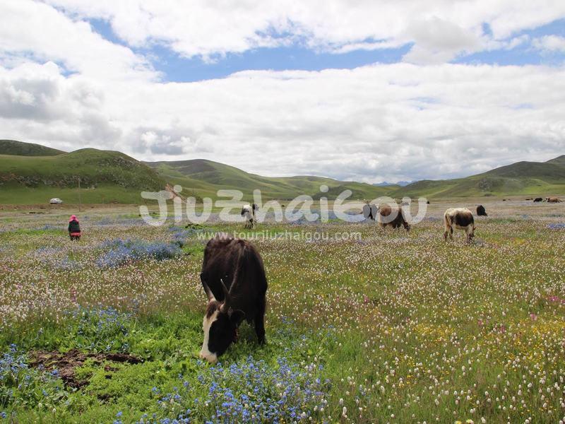 Maoya Grassland