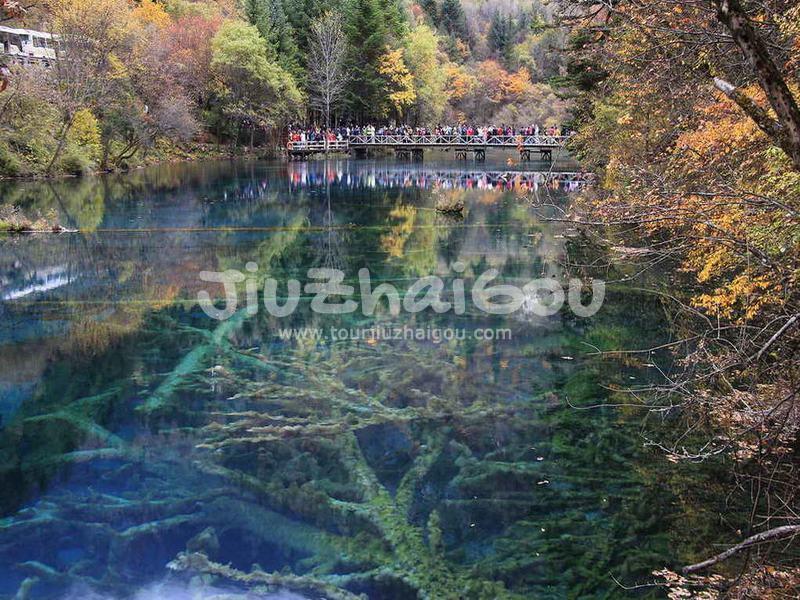 Peacock River