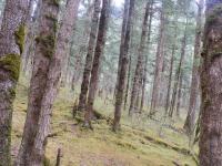 Primitive Forest 