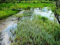 Summer in Jiuzhaigou