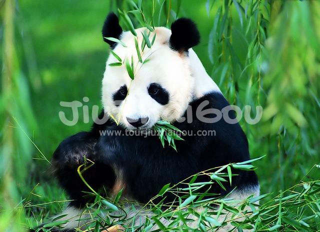 Giant Panda