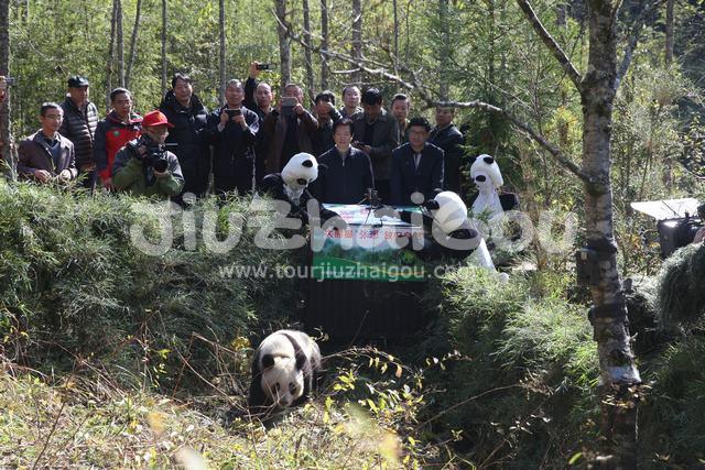  Giant panda released into the wild